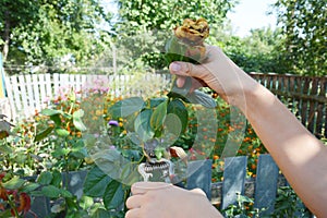 Deadheading roses. Deadheading is one of the easiest forms of pruning