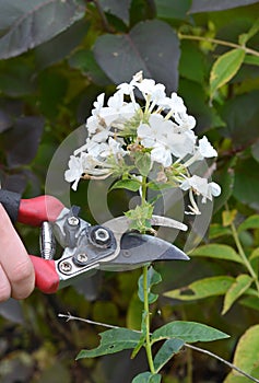 Deadheading white perennial phlox paniculata, garden phlox, panicled tall phlox flower to encourage new blooms and have more