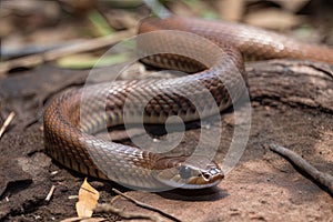 Deadly brown snake in Australia