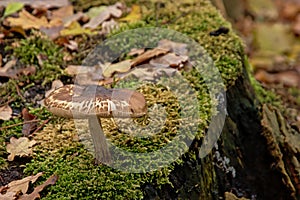 deadly dapperling mushroom growing on a tree trunk - Lepiota brunneoincarnata