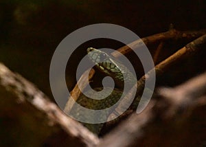Deadly Green Scaley Snake ready to Strike photo