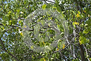 Deadly manchineel tree with fruit