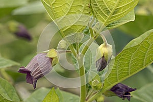 Deadly Nightshade photo