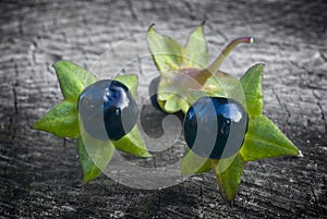 Deadly Nightshade (Atropa belladonna), berries