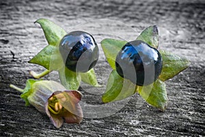 Deadly Nightshade (Atropa belladonna), berries and flower