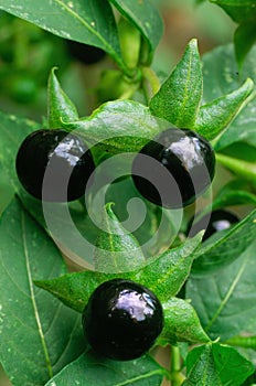 Deadly Nightshade (Atropa belladonna), berries and flowers photo