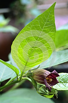 Deadly Nightshade (Atropa belladonna) flower