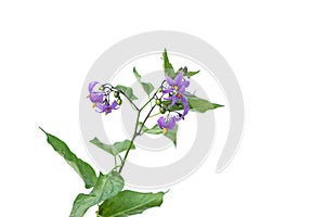 Deadly Nightshade flowers Isolated on white. berries are poisonous and used for treatment in alternative medicine