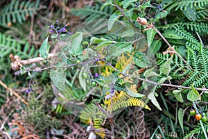 Deadly Nightshade growing in the wild