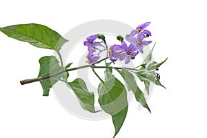 Deadly nightshade isolated on white. Violet flower solanum dulcamara. berrie are poisonous, used in alternative medicine