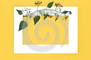 Deadly Nightshade Plant Background Frame