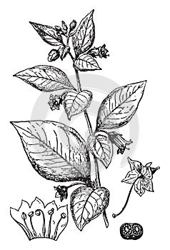 Deadly Nightshade vintage illustration