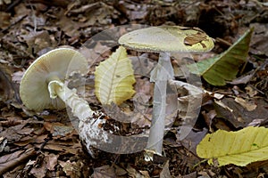 Deadly poisonous mushroom Amanita phalloides growing in the leaves in the beech forest.