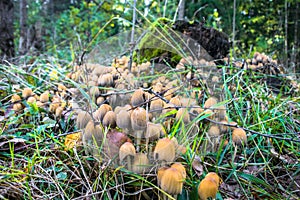 Deadly poisonous mushrooms Galerina marginata grow in autumn forest