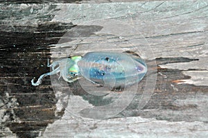 Deadly Portugese Man O`War Jellyfish, Pulau Tiga Island, Sabah, Borneo, Malaysia photo