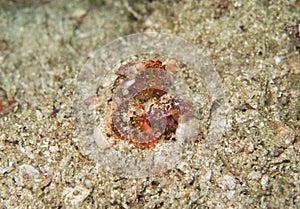 The deadly stone fish in Myanmar divesite