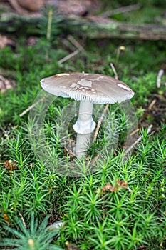 Deadly toadstool in the moss