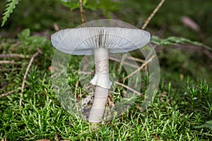 Deadly toadstool in the moss