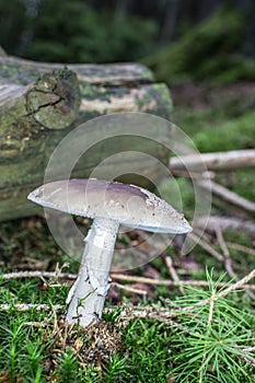Deadly toadstool in the moss