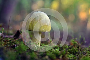 Amanita phalloides mushroom photo