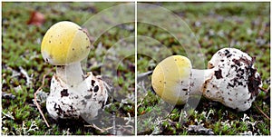 Amanita phalloides mushroom, deathcap photo