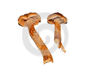 Deadly webcap Cortinarius rubellus orrelanine toxic mushroom
