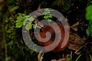 deadly webcap Cortinarius rubellus poisonous mushroom in forest