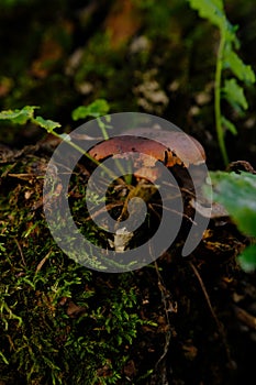deadly webcap Cortinarius rubellus poisonous mushroom in forest