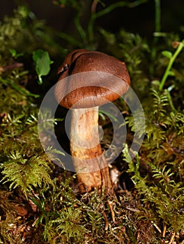 Deadly webcap mushroom Cortinarius rubellus