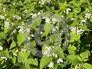 Deadnettle, dead nettle, snowflake lamium flowering on field edge in spring