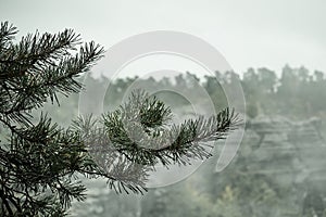 Deadpan dark misty rainy morning landscape with the sand rocky montains in Czech Saxon Switzerland in autumn colors