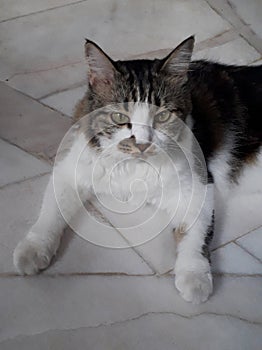 Deadpan Longhair Cat With Dirty Paws Laying Down On Marbled Tile