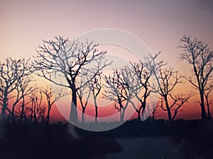 Deadtrees bring back dreamtime