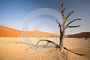 Deadvlei