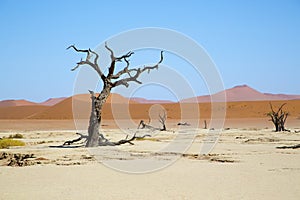 Deadvlei - Camel thorn trees and red dunes