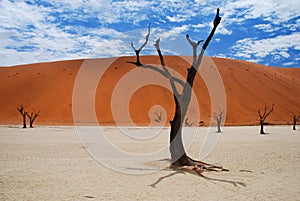 Deadvlei landscape. Sossusvlei. Namib-Naukluft Park. Namibia