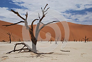 Deadvlei landscape. Sossusvlei. Namibia