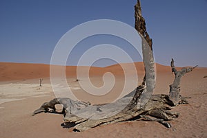 Deadvlei, Nambia