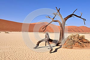 Deadvlei,Namib desert