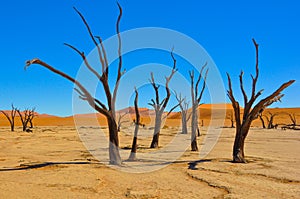 Deadvlei in the Namib Desert