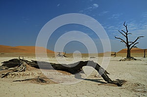 Deadvlei (Namib desert)