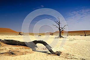 Deadvlei (Namib desert) photo