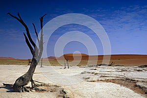 Deadvlei (Namib desert)