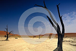 Deadvlei (Namib desert)