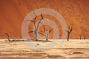 Deadvlei in Namib Desert, Namibia, Africa