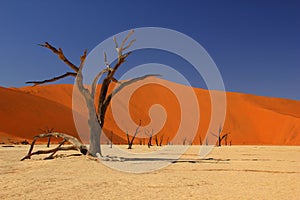 Deadvlei, Namibia