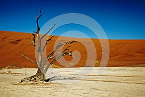 Deadvlei Namibia dead trees, close up of one tree