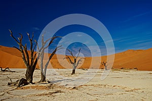 Deadvlei, Namibia, dead trees