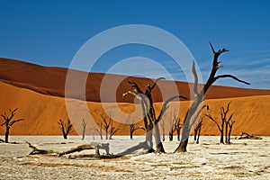 Deadvlei Namibia dead trees