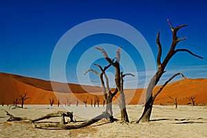 Deadvlei Namibia dead trees, vivid colours